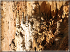 foto Grotta Gigante